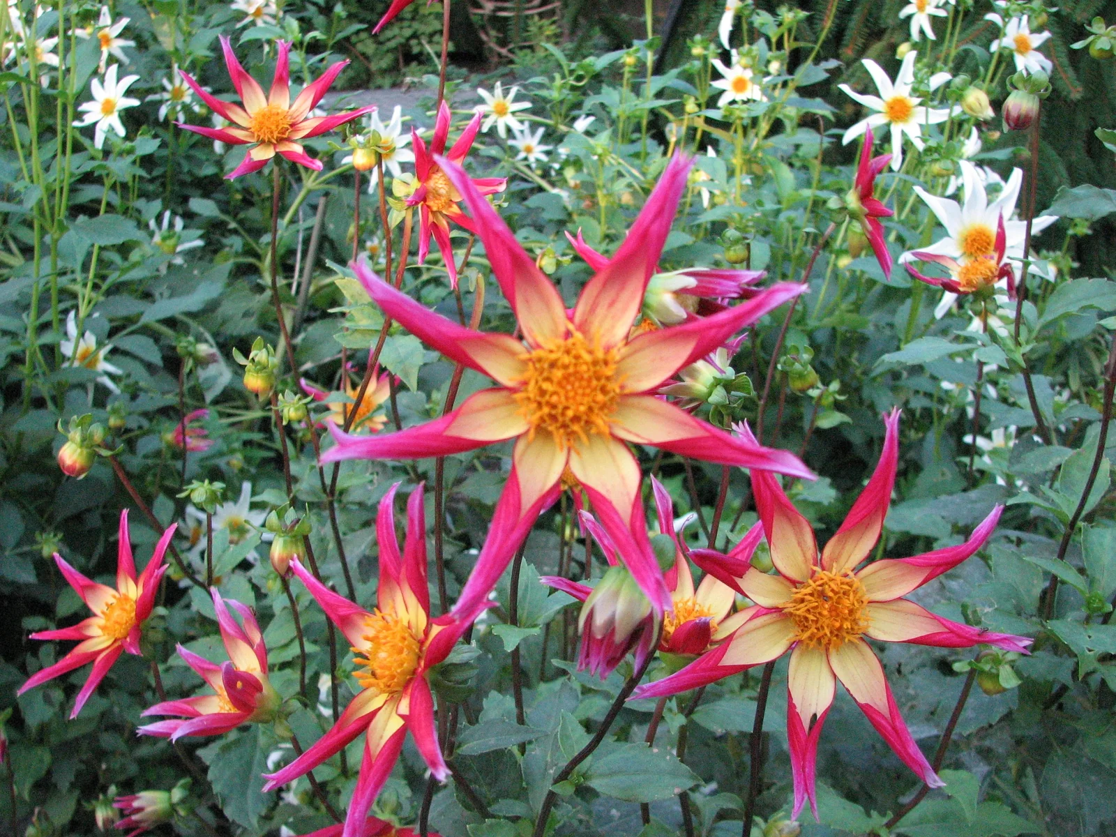 red star shaped flowers in a garden 