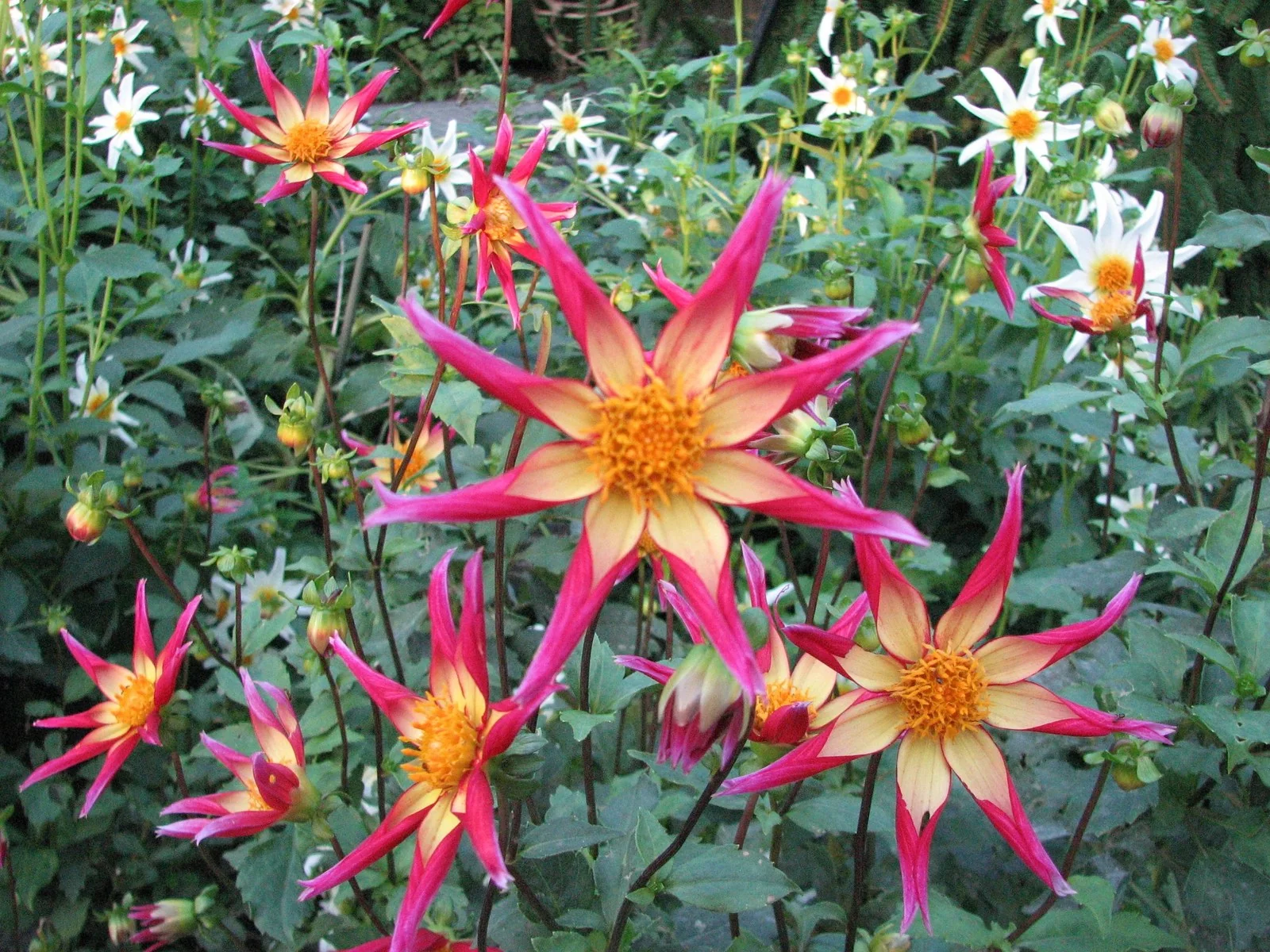 red star shaped flowers in a garden&nbsp;